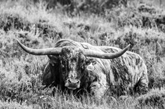 B and W Longhorn III