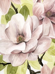 Blush Magnolia II