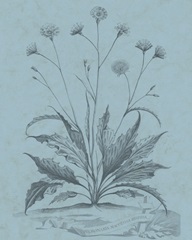 Botanical on Teal IV