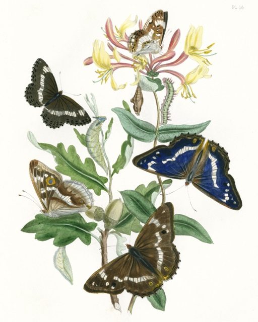 British Butterflies I