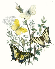 British Butterflies II