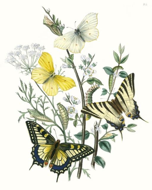 British Butterflies II