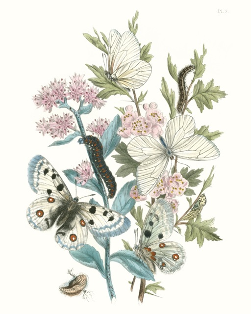 British Butterflies III