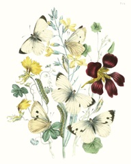 British Butterflies IV