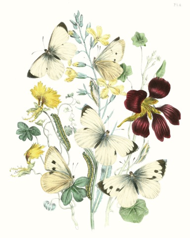 British Butterflies IV