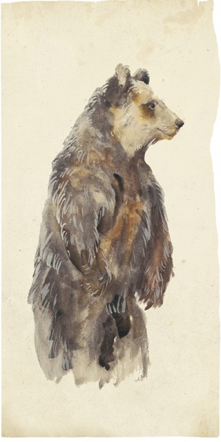 Brown Bear Stare II