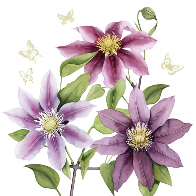 Clematis Climb II