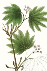 Broad Leafed Maple