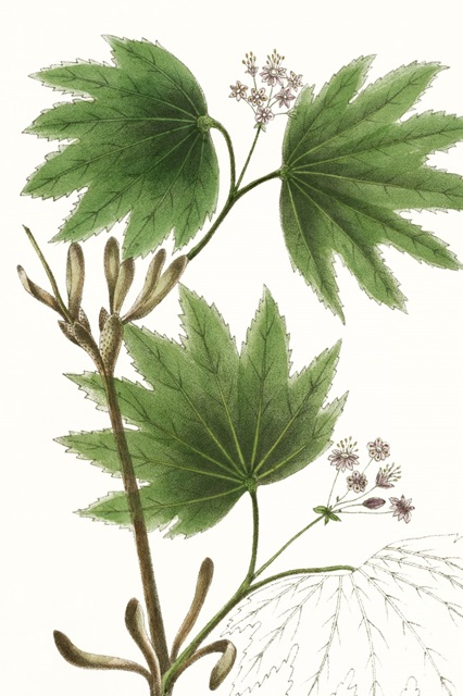 Broad Leafed Maple