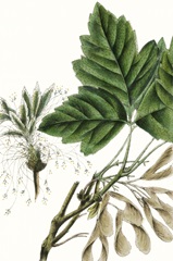 California Box Elder