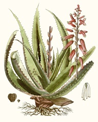 Antique Aloe I