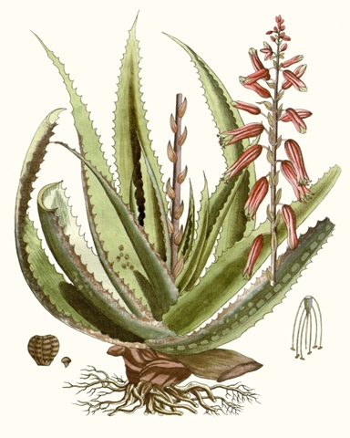 Antique Aloe I