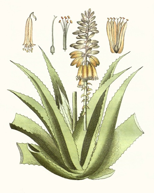 Antique Aloe II