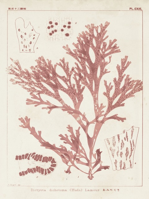 Antique Coral Seaweed I