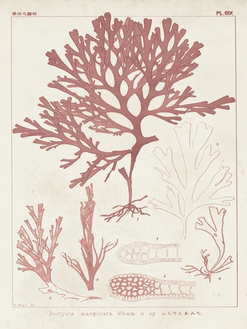 Antique Coral Seaweed II