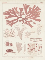 Antique Coral Seaweed III