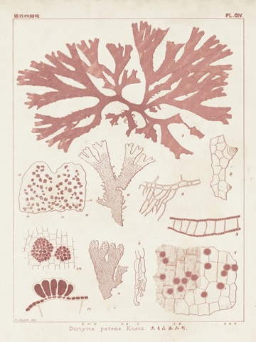 Antique Coral Seaweed III