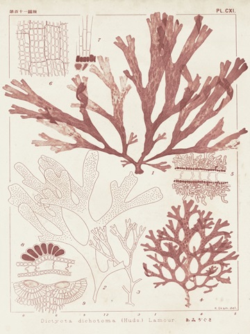 Antique Coral Seaweed IV