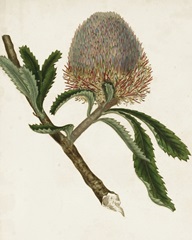 Antique Protea I