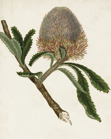 Antique Protea I