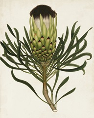 Antique Protea II