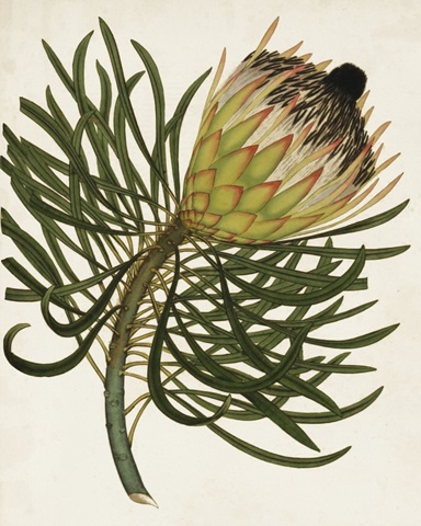 Antique Protea III