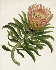 Antique Protea IV