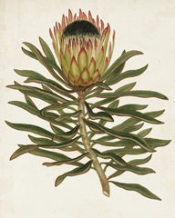Antique Protea VI