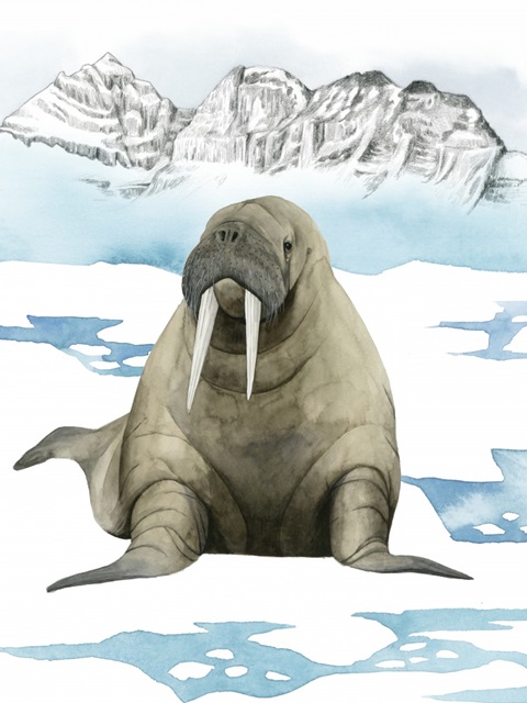 Arctic Animal III