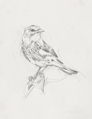 Avian Study I