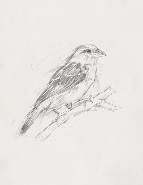 Avian Study II