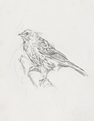Avian Study III