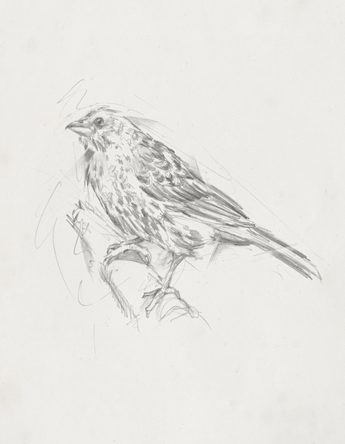 Avian Study III