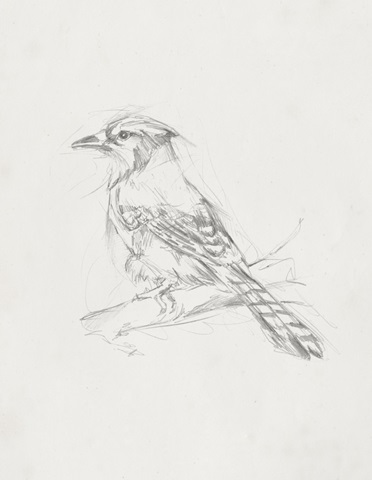 Avian Study IV