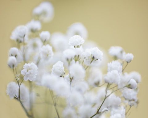 Baby's Breath Study III