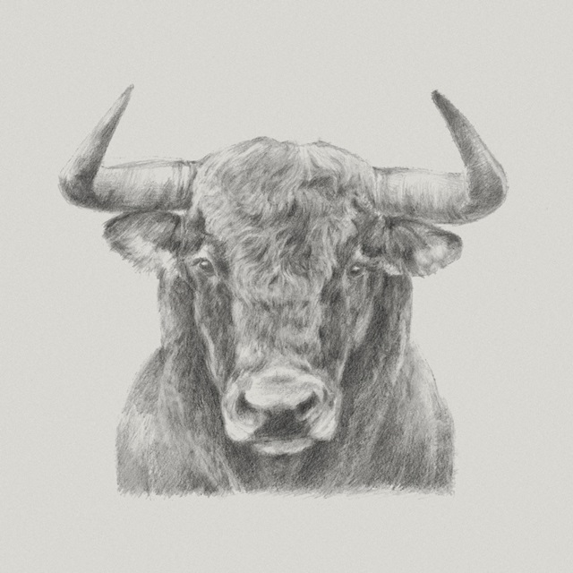 Black and White Bull