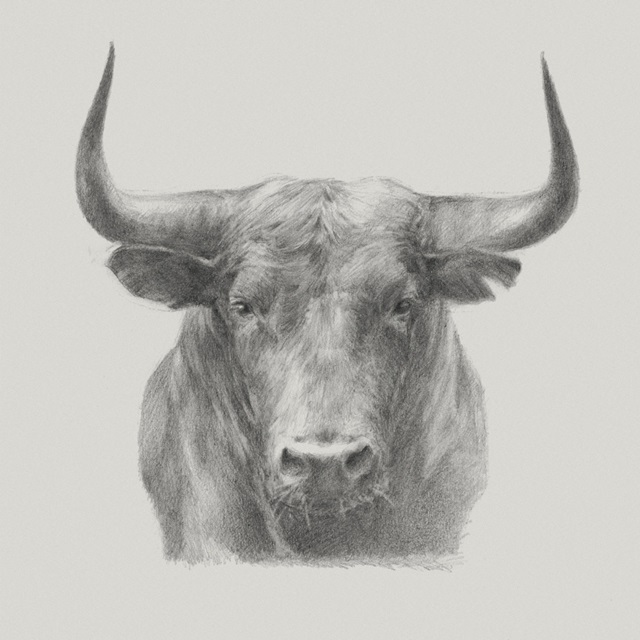 Black Bull