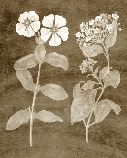 Botanical in Taupe IV