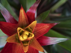 Bromeliad Burst II