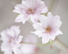 Cherry Blossom Study III