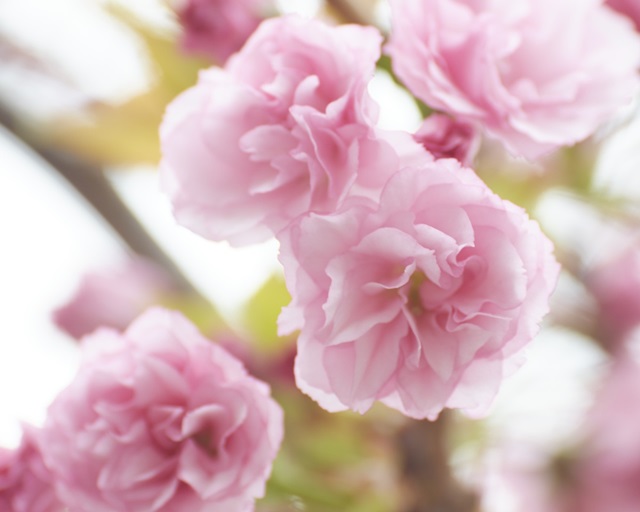 Cherry Blossom Study VI