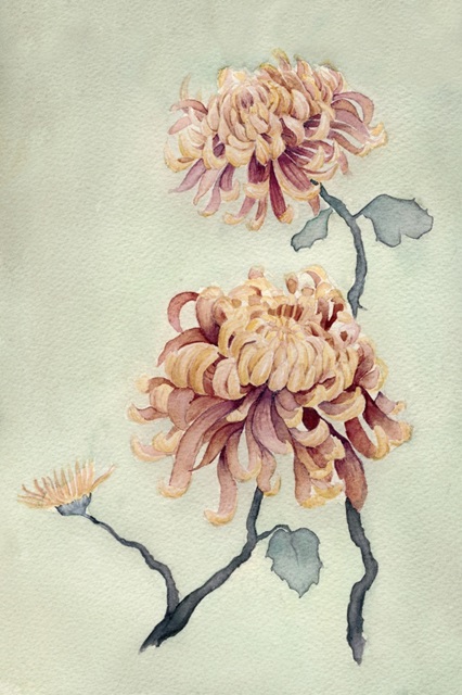 Chrysanthemum Beauty I