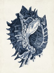 Coastal Collection in Indigo I