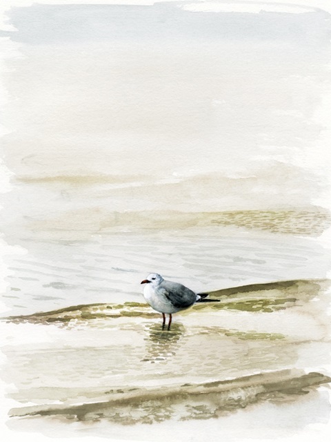 Coastal Gull II