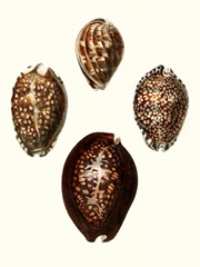 Conchologia Iconica I