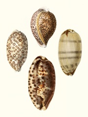 Conchologia Iconica II