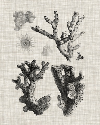 Coral Specimen I