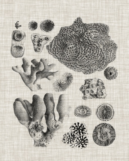 Coral Specimen II