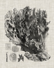 Coral Specimen V