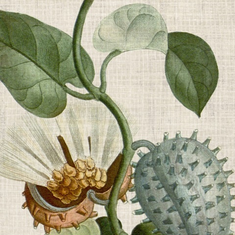 Cropped Turpin Tropicals II